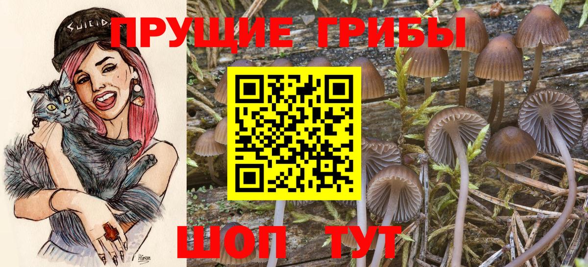 Галлюциногенные грибы Psilocybe Богородицк